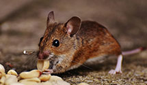 24 Hour & Emergency Exterminators in Indian Hills, CO